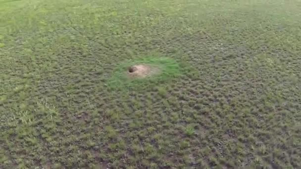 Aerial view of marmot burrows middle othe steppee — Stock Video