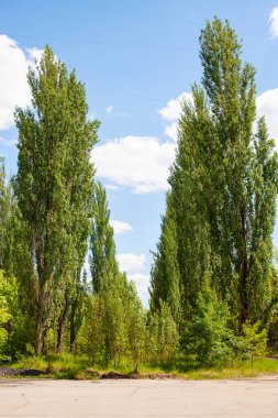 Çernobil şehrindeki ağaçlarla kaplı merkez sokak..