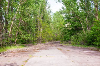 Kahverengi Orman yakınındaki yol Çernobil bölgesindeki radyasyonla kirlenmiş..