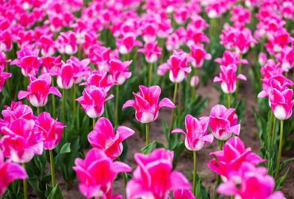 Campo Con Tulipanes Rosados Plantados — Foto de Stock