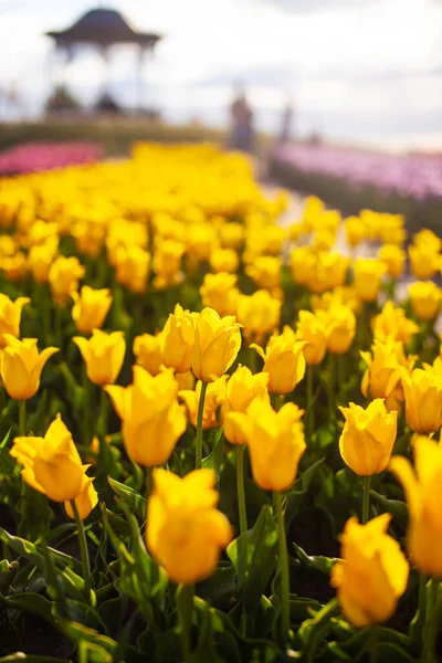 Campo Con Tulipanes Amarillos Plantados — Foto de Stock