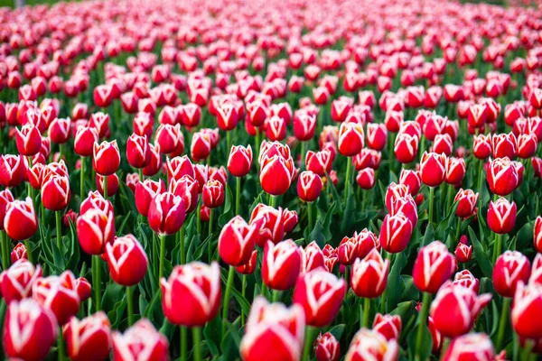 Campo Con Tulipanes Rojos Plantados — Foto de Stock