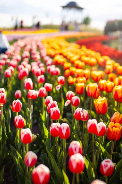 Campo Con Tulipani Rossi Piantati — Foto Stock