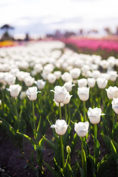 Campo Con Tulipanes Blancos Plantados — Foto de Stock