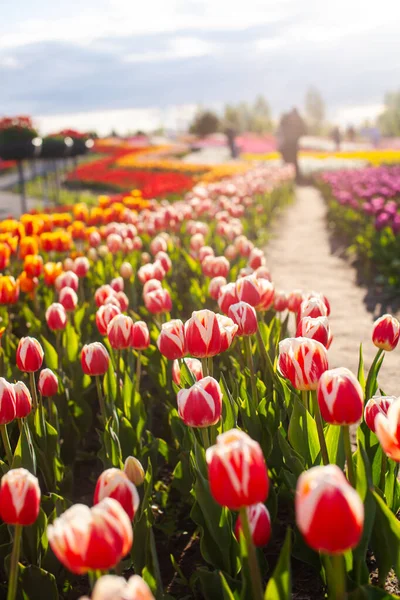 Campo Con Tulipanes Rojos Plantados — Foto de Stock