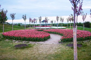 Kırmızı laleli tarla.