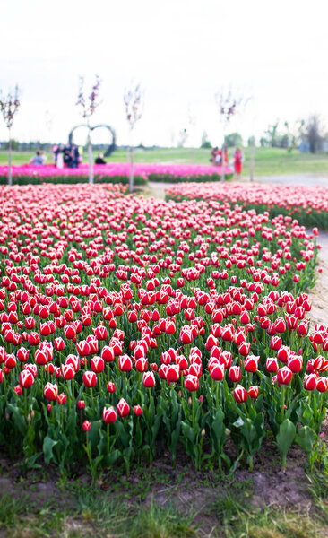 Field with planted red tulips.