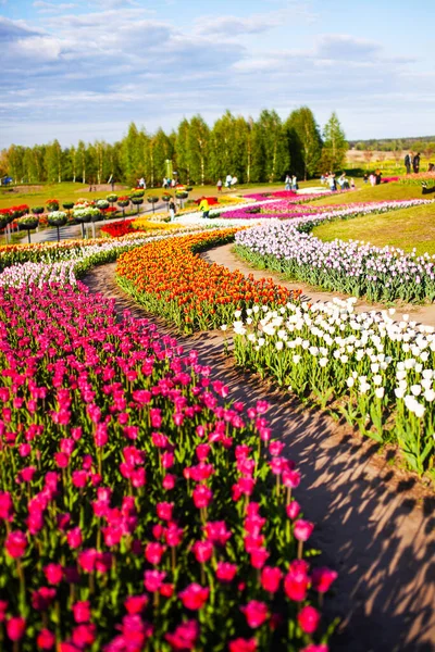Hermoso Parque Que Florecen Tulipanes Campo — Foto de Stock