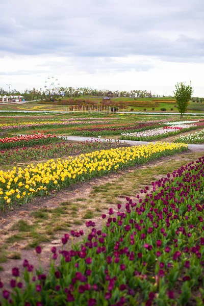 Vacker Park Där Tulpaner Blommar Ett Fält — Stockfoto