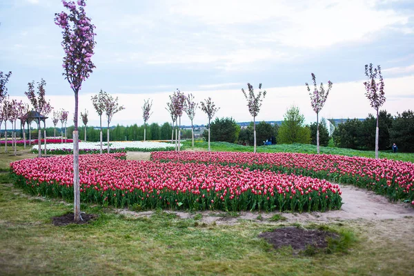 Fält Med Planterade Röda Tulpaner — Stockfoto