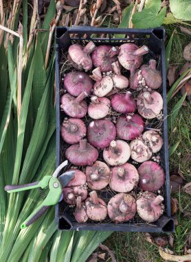 Kılıç çiçeği yumru