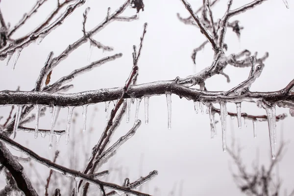 Árbol de ramas cubiertas de hielo — Foto de Stock