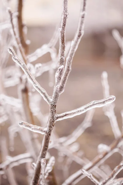 Árbol de ramas cubiertas de hielo — Foto de Stock