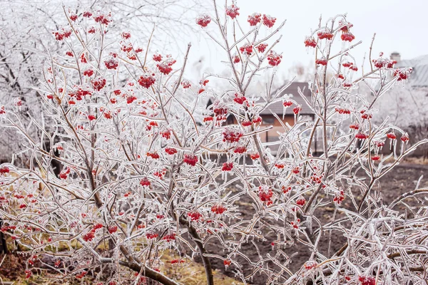 Istäckta grenar viburnum — Stockfoto