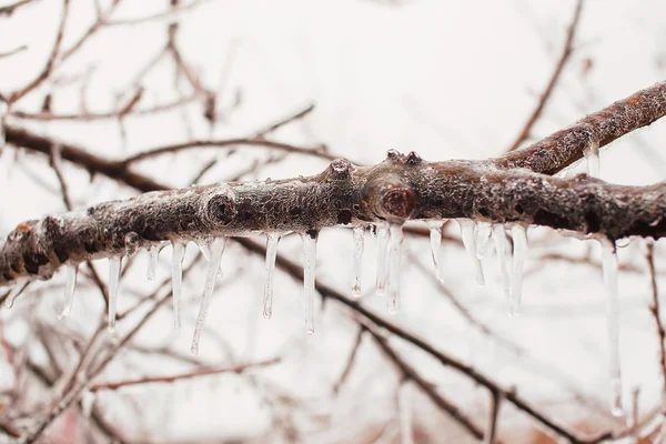 Ramas de árboles cubiertas de hielo — Foto de Stock