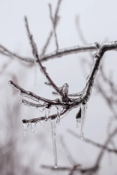 Ramas de árboles cubiertas de hielo — Foto de Stock