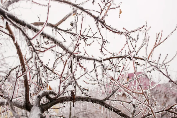 Ramas de árboles cubiertas de hielo — Foto de Stock