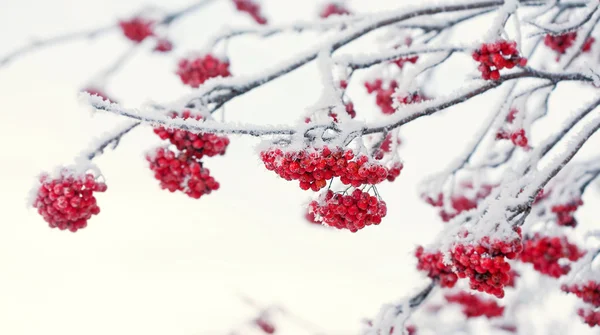 Röda Rönnbär täckt med rimfrost — Stockfoto