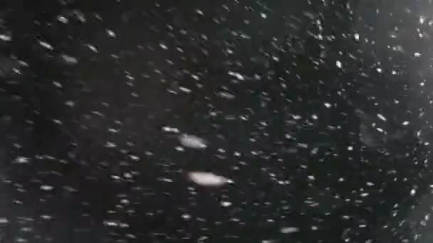 Падение снега на черном фоне — стоковое видео