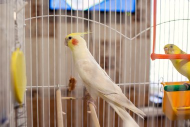 Corella papağan bir kafes içinde