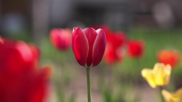 Les tulipes rouges poussent sur le jardin vert 