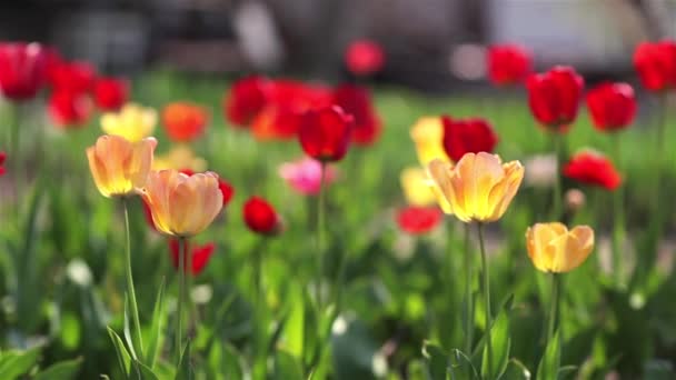 Červené tulipány vyrostou na zahradě