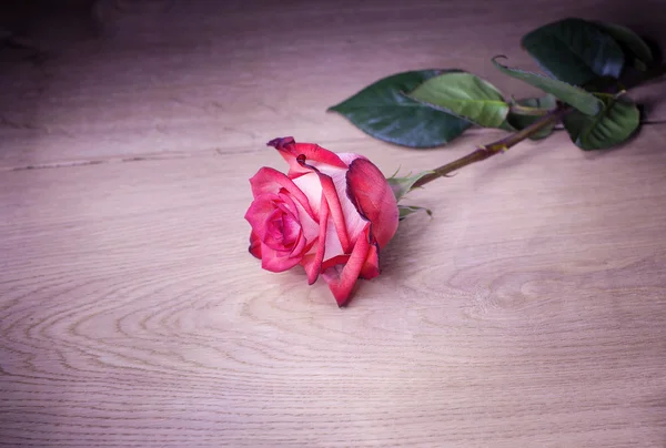 Belle rose sur fond bois — Photo