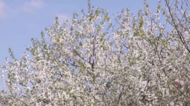 Mavi gökyüzü arka plan karşı çiçek açması kiraz