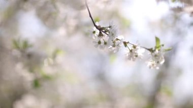 Güzel bokeh ile çiçek açması kiraz