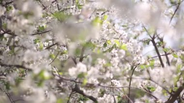 Güzel bokeh ile çiçek açması kiraz