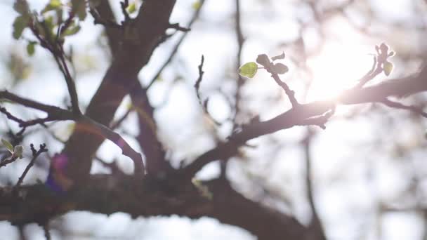 Blossoming apple with blue sky background — Stock Video