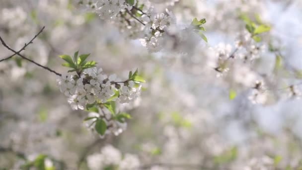 Blossoming cherry with beautiful bokeh — Stock Video