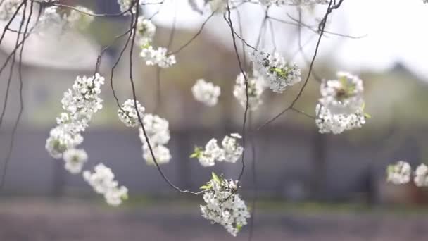 Цветущая вишня с красивым боке — стоковое видео