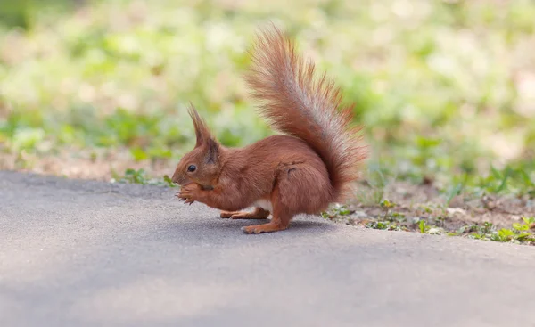 Scoiattolo mangiare noce nella foresta — Foto Stock