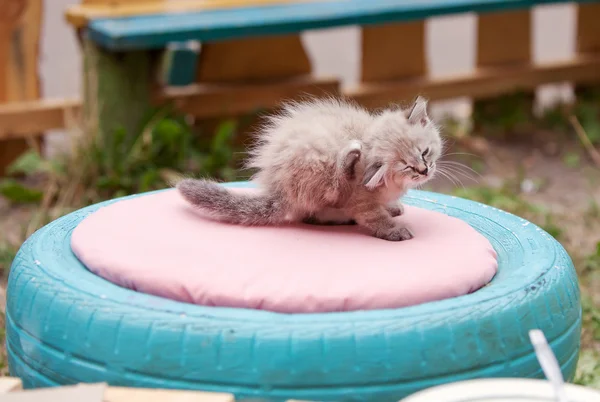 Cat scratching fleas on green wheels — Stock Photo, Image