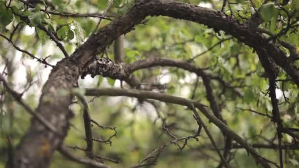 Postupné zaměření na funhouse strom v lese — Stock video