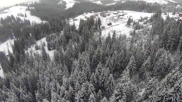 Aerial shot of coniferous forest in the Carpathian mountains, winter — Stock Video