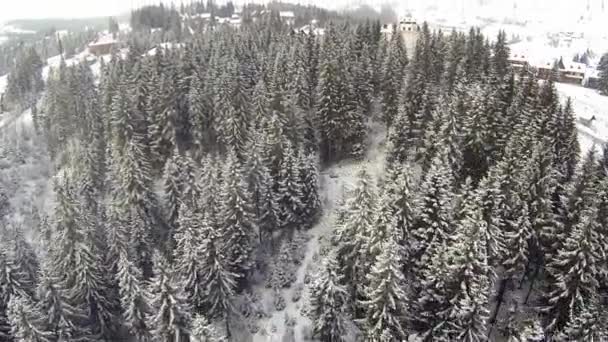 Légi felvétel a Kárpátokban, tűlevelű erdő télen — Stock videók