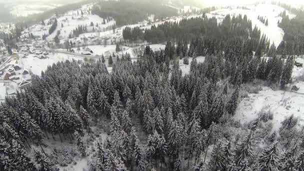 Vue aérienne de la forêt de conifères dans les montagnes des Carpates, hiver — Video