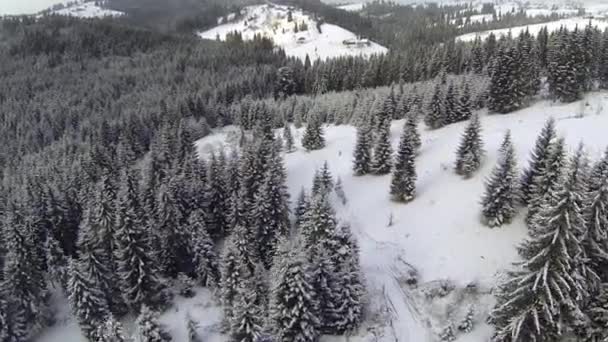 Vue aérienne de la forêt de conifères dans les montagnes des Carpates, hiver — Video