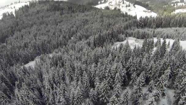 Tiro aéreo de floresta conífera nas montanhas dos Cárpatos, inverno — Vídeo de Stock