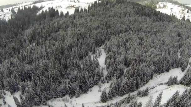 Letecký snímek jehličnatého lesa v Karpatských horách, zima — Stock video