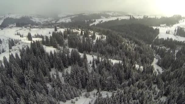 Luftaufnahme des Nadelwaldes in den Karpaten, Winter — Stockvideo