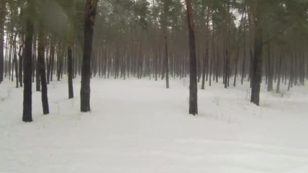 Камера пролітає через зимовий ліс з туманом — стокове відео