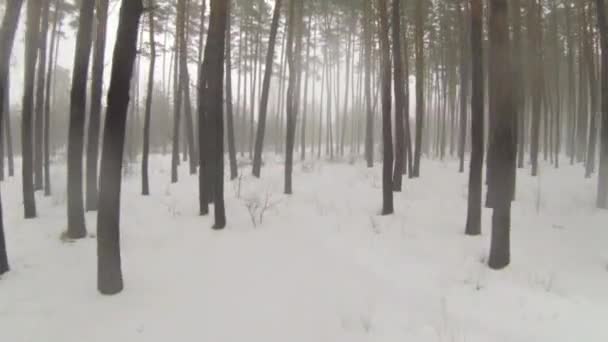 De camera vliegt door het bos van de winter met mist — Stockvideo