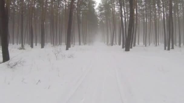 De camera vliegt door het bos van de winter met mist — Stockvideo