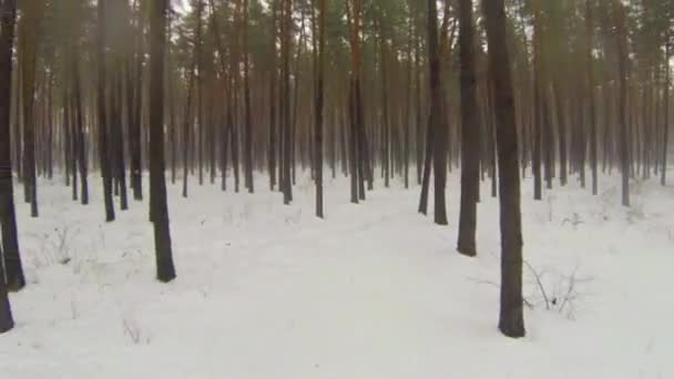 Kameran flyger genom vintern skogen med fog — Stockvideo