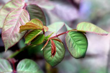 Taze taze gül yaprakları