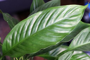 Bir tutam spathiphyllum çiçeği