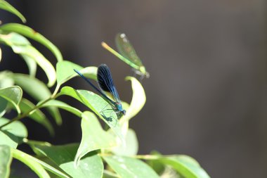 Yapraktaki yusufçuk